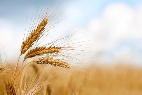 Governo quer ver novamente Trás-os-Montes a produzir cereais